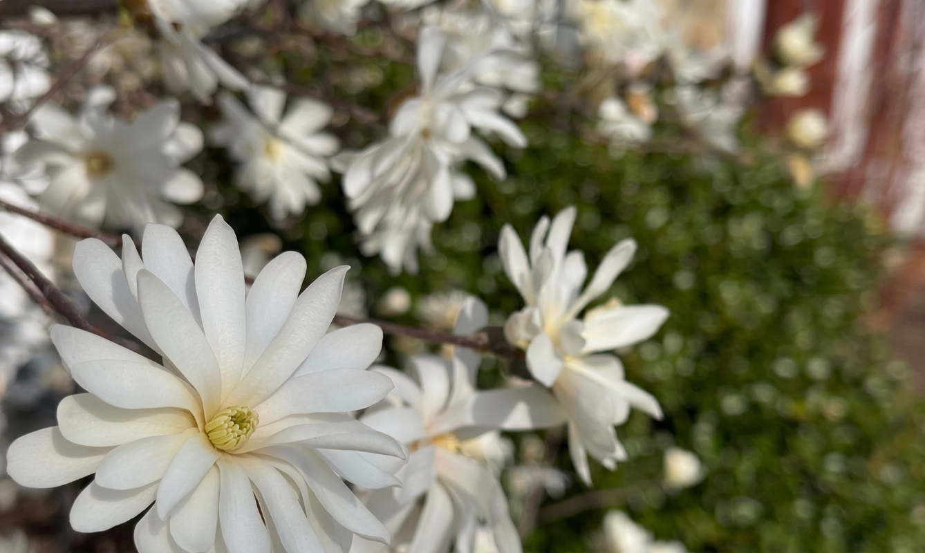 Close-up of white magnolia blooms